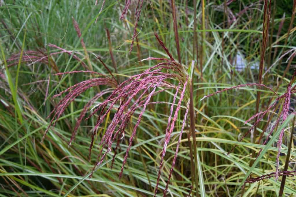 Miscanthus sinensis 'Flamingo' ---